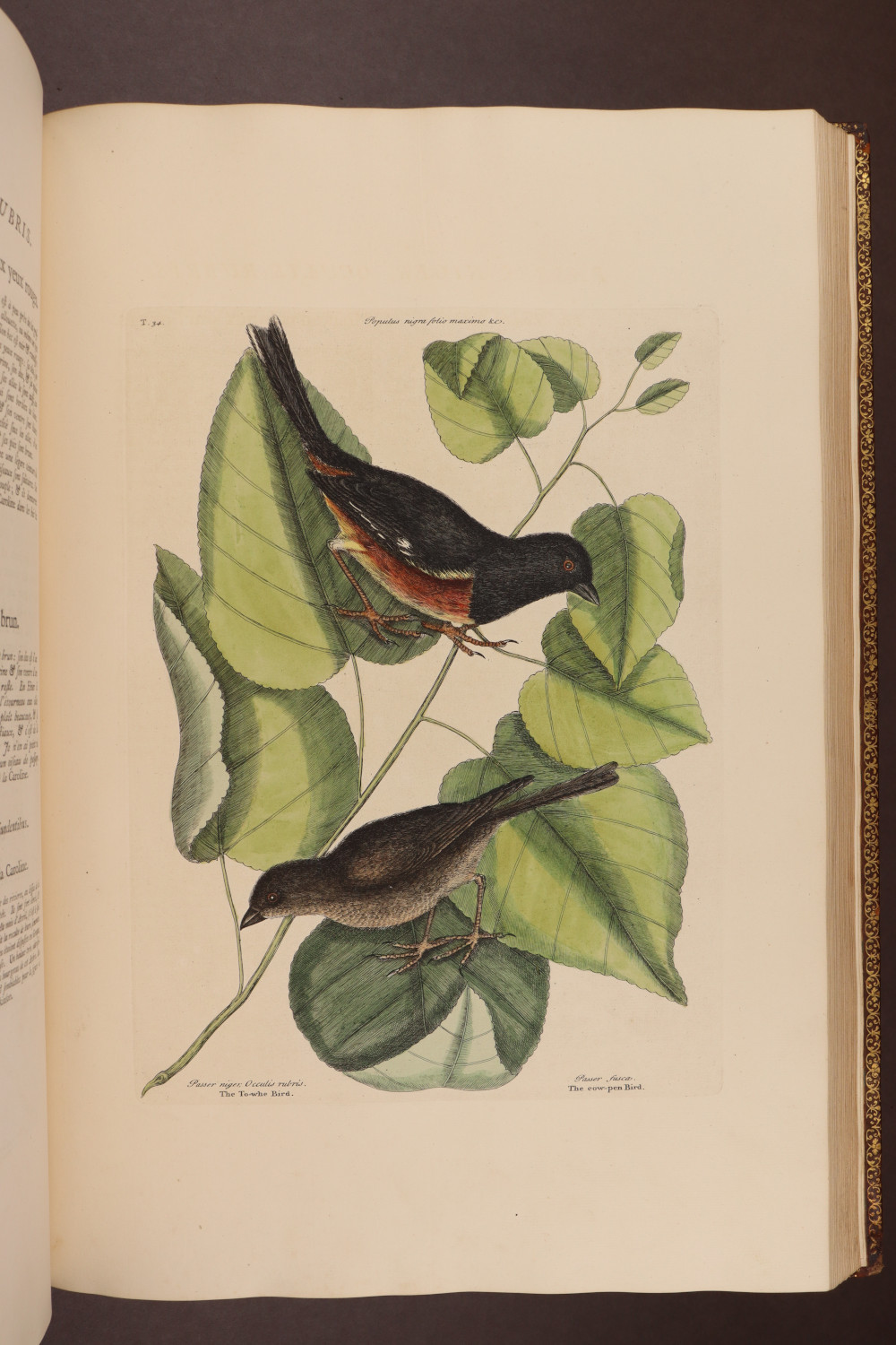 Plate 34